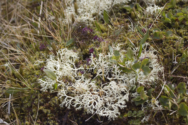 2011-07-04_14-09-31 island.jpg - Zwergstrauchflechte (Cladonia arbuscula)